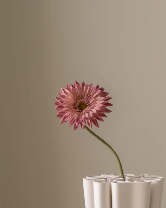 Hovedbilde Gerbera Pink
