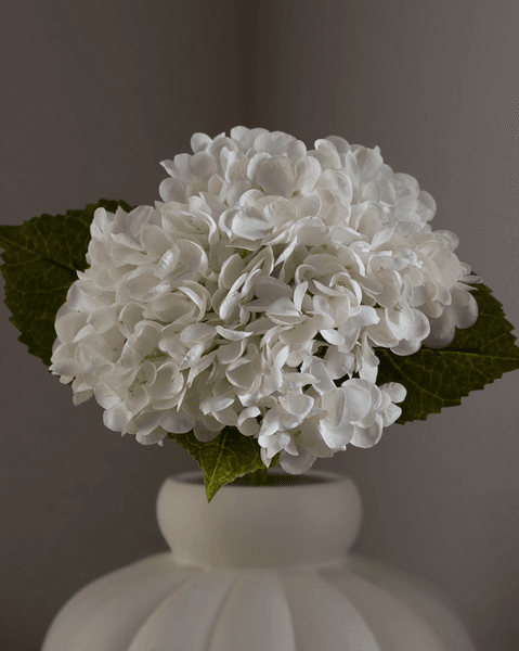 Hovedbilde Hydrangea Flower