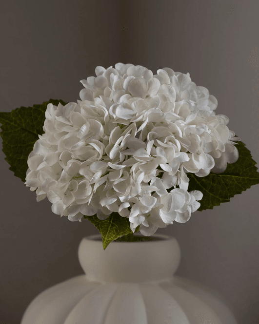 Hovedbilde Hydrangea Flower