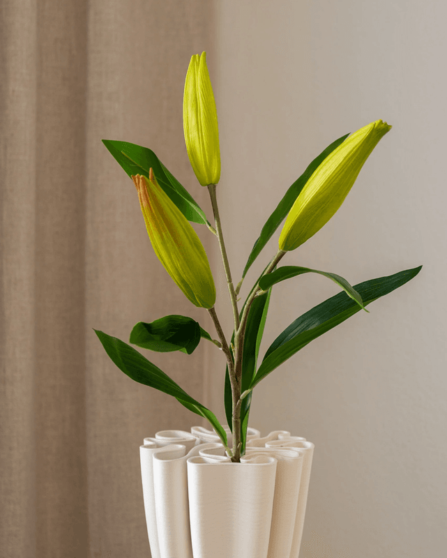 Lily Flower Bud