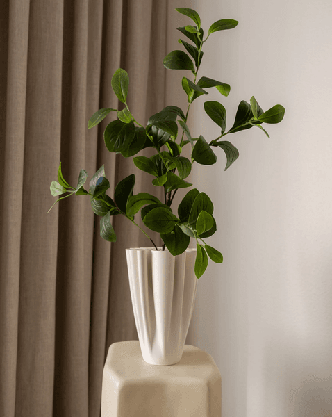 Hovedbilde Ficus Tree Leaves