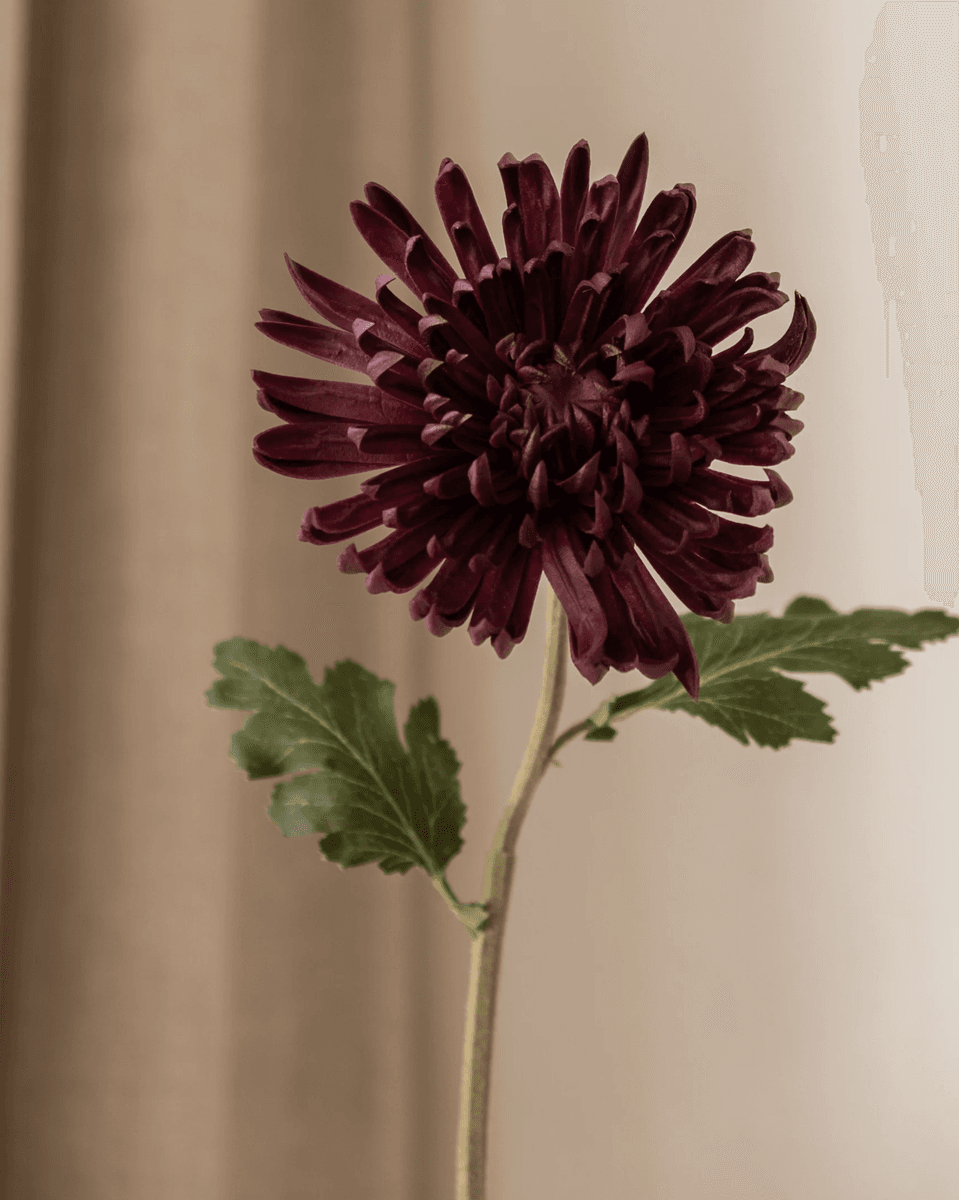 Chrysanthemum Flower