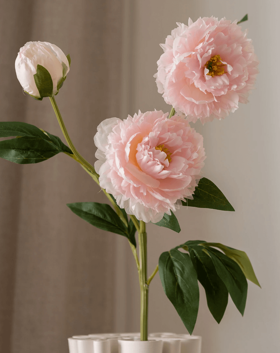 Peony Flowers