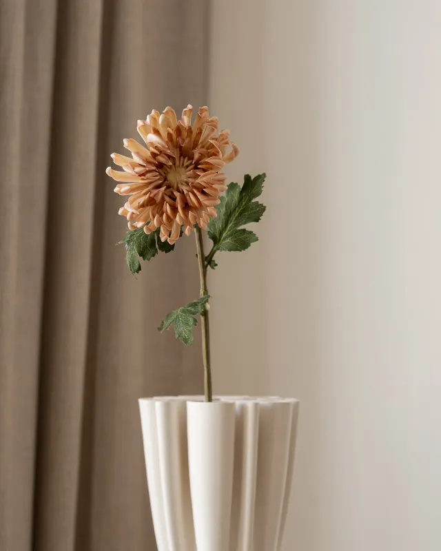Chrysanthemum Flower